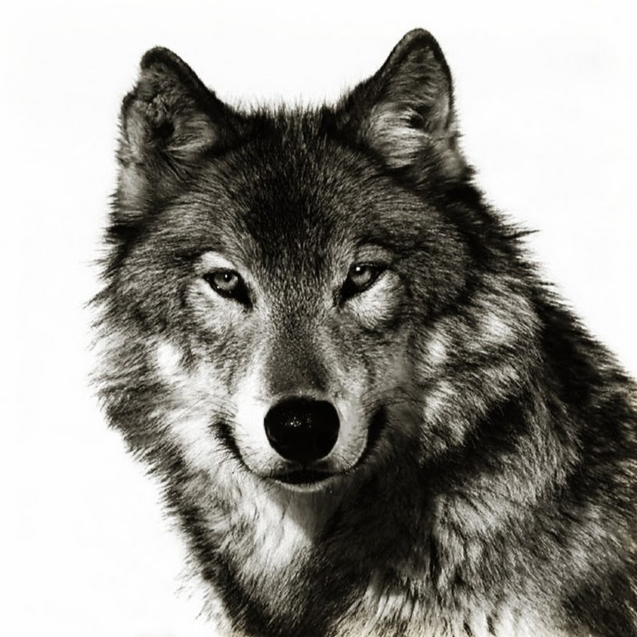 Волк анфас рисунок