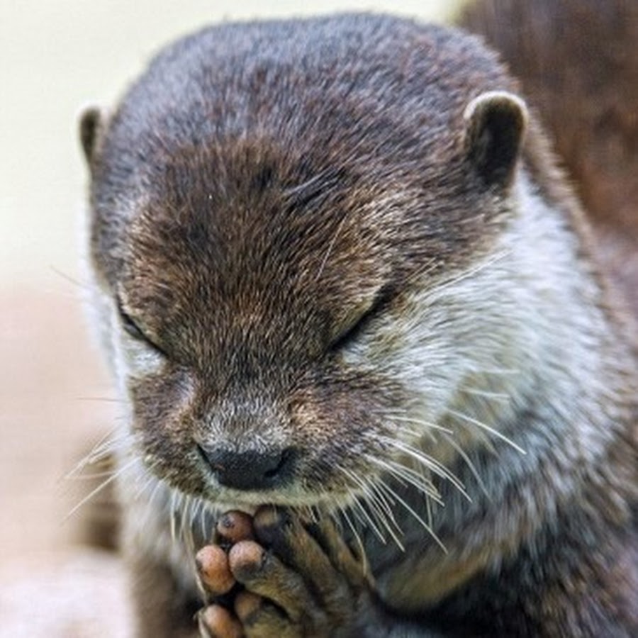 のむけん Youtube