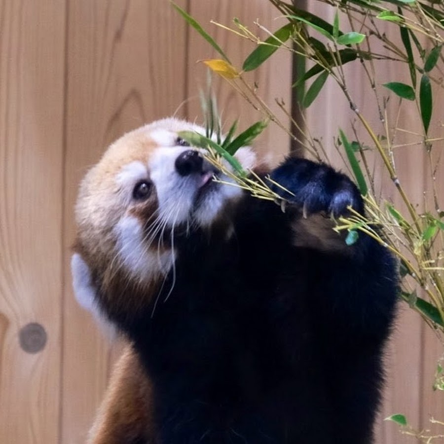 テンパりハムさん Youtube