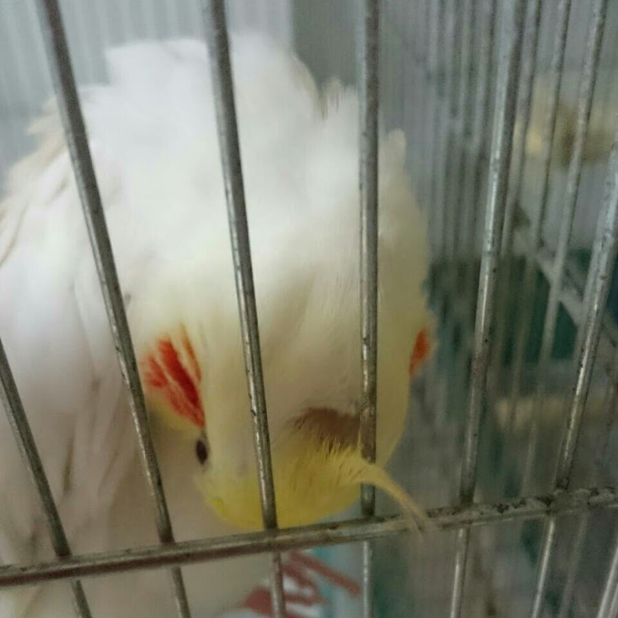 後藤柚葉 Youtube