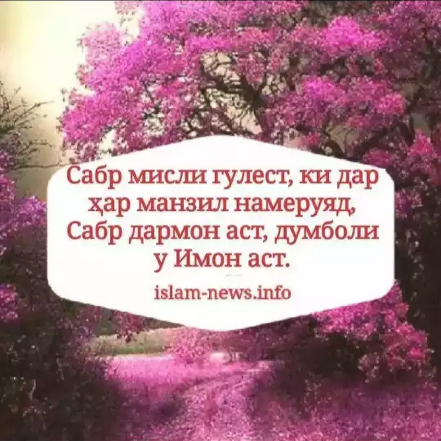 Картинки ошикона сабр