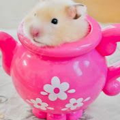 初めての土遊び 大はしゃぎするハムスター 野生が刺激される泥んこサテンハムスター Youtube