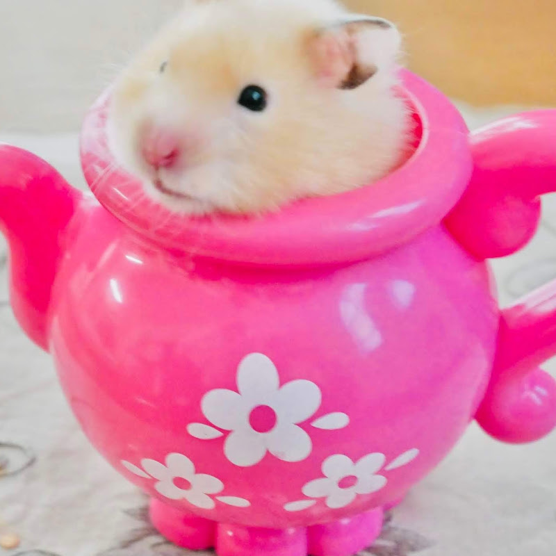 ハムスターのお部屋の人気動画 Youtubeランキング