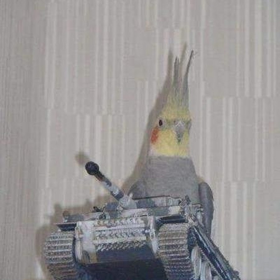 Прошу прощения зря быканул. Ты раздави меня хоть танком я все равно останусь панком..... Попугай на танке. Попугай с оружием. Ты раздави меня хоть танком я все равно останусь панком Мем