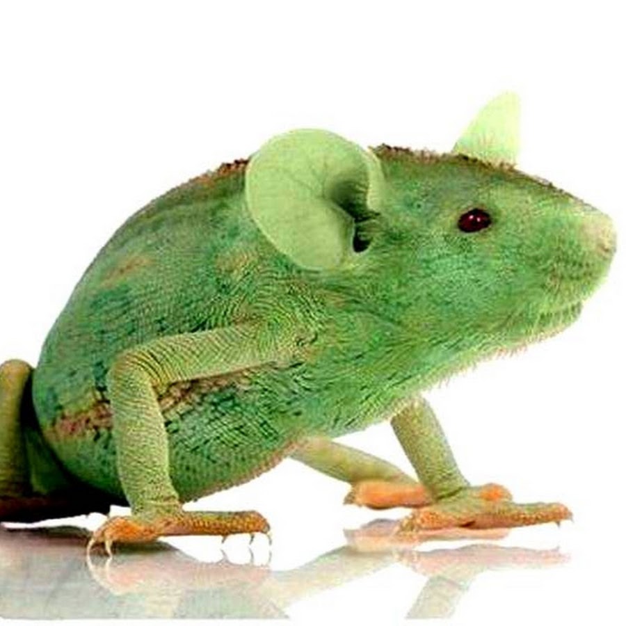 Крокодилы мышь. Крыса и лягушка. Гибрид кошки и мышки. Компьютерная мышь swarovski. Гребнистый аллигатор хвост.