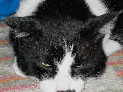 無料ダウンロード メネデール 水草 使い方 123081-メネデール 水草 使い方