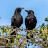 Two Dancing Crows