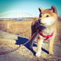 ★柴犬癒しch★ Shiba Inu Lover - Japanese Dog -