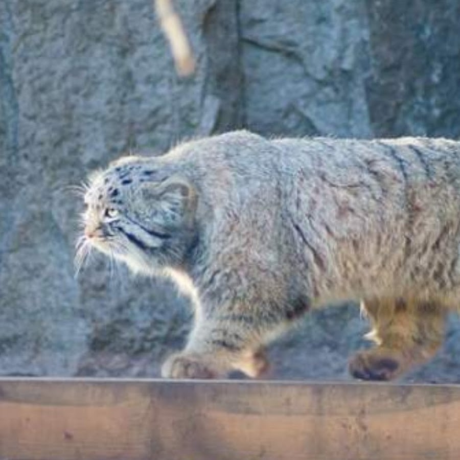 Манул тимофей зоопарк