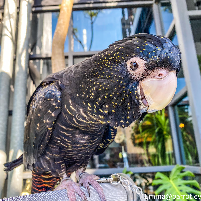 鸚鵡用品相關-雜貨舖 - 網紅的藏寶箱 