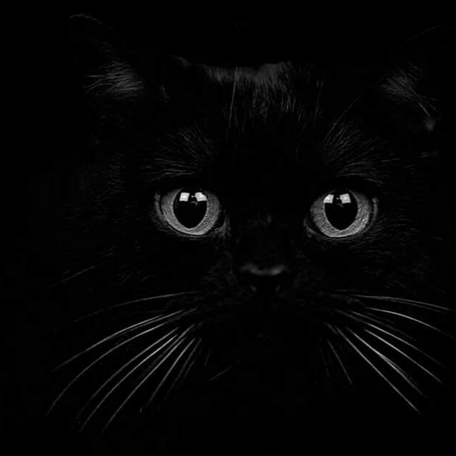 Черные фото с рисунком. Чёрный кот фото красивые. Чернота. Фото рисунок на черном. Фото черной и белой кошки на Красном фоне.