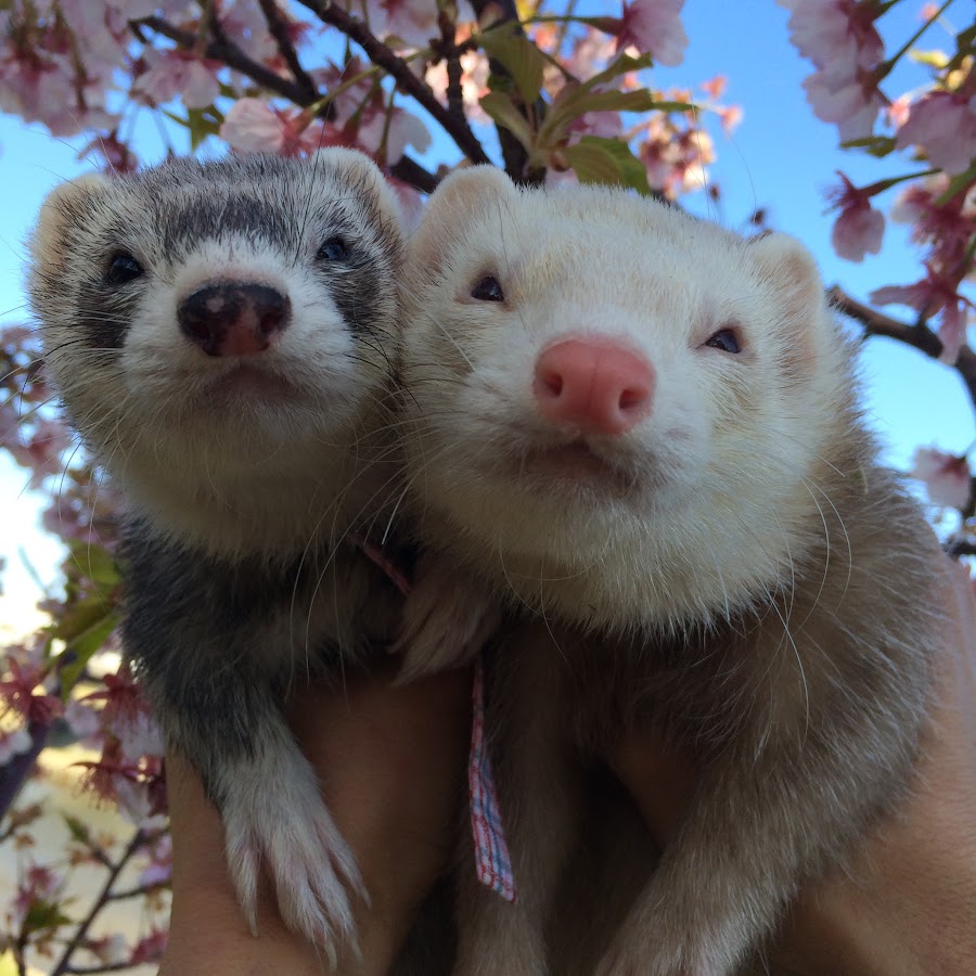 イタチ娘 Youtube