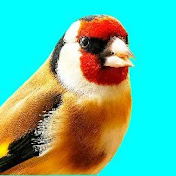 «Виктор Воронин Певчие птицы birds Plus»