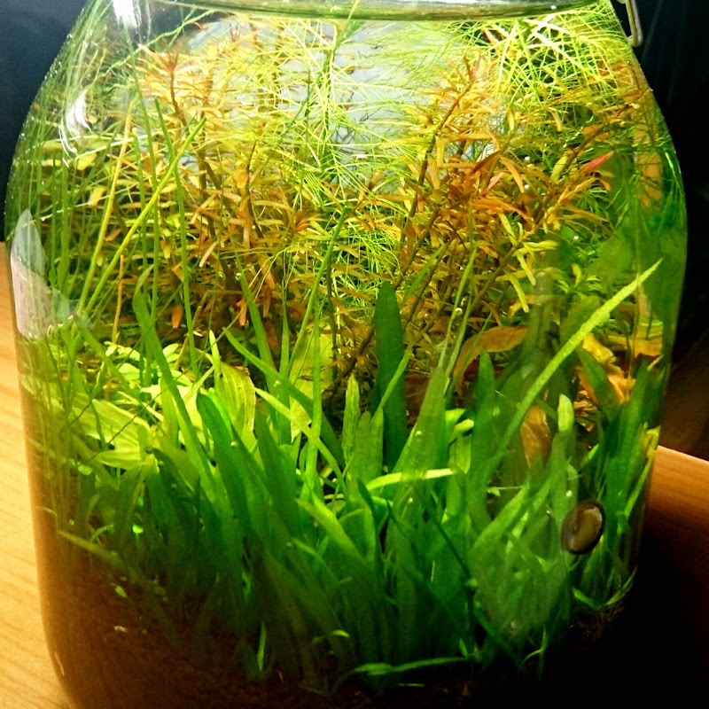 Youtube チャンネル検索 アクアリウム ポータルサイト A P アープ