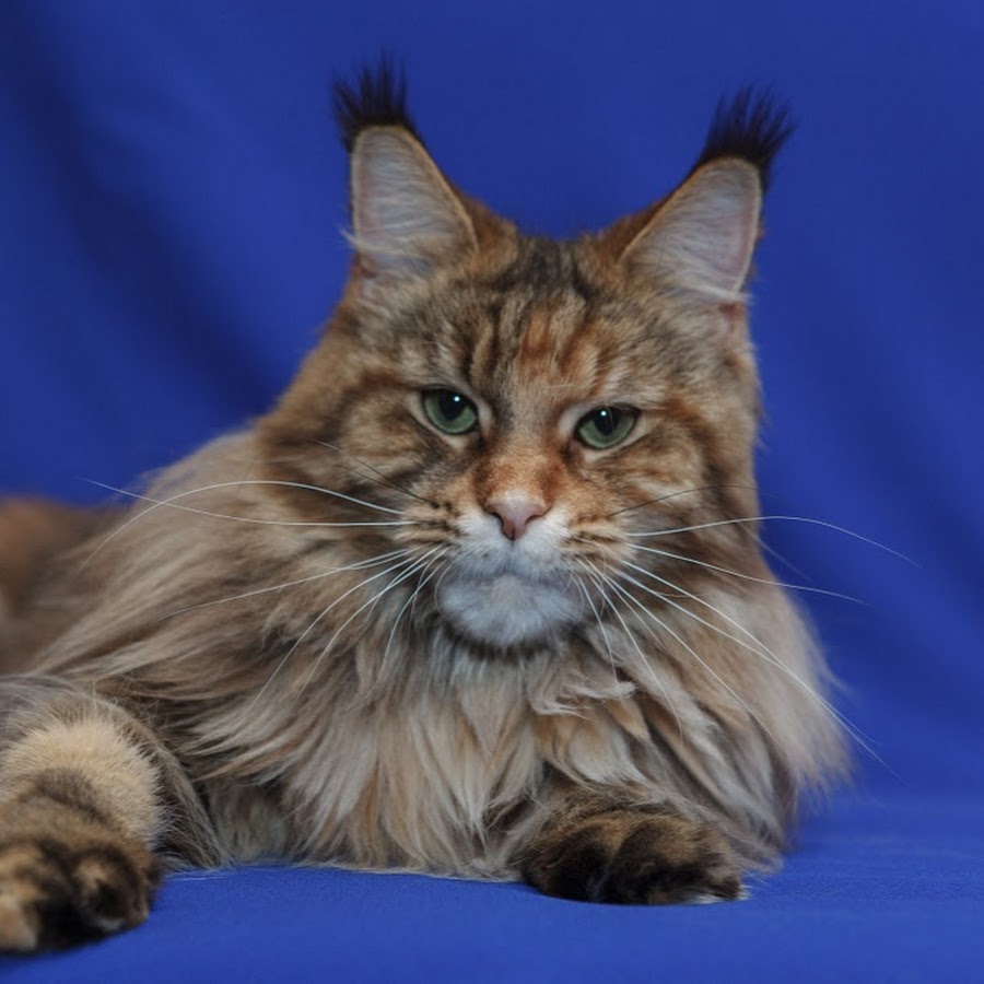 Мейн кун минск. Американский мейн кун. Мейн-кун. Кот мейн кун. Кот мейн кун.