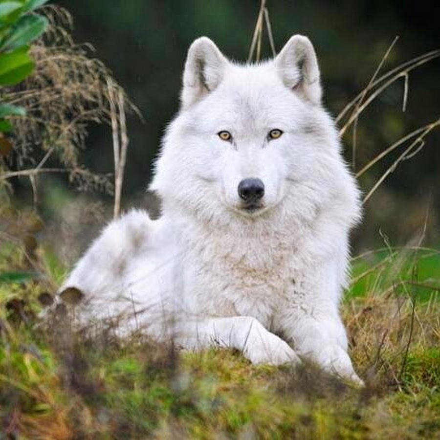 Волчонок Лобо