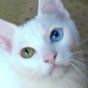 白猫ユキoddeye kitty