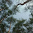 Threetree