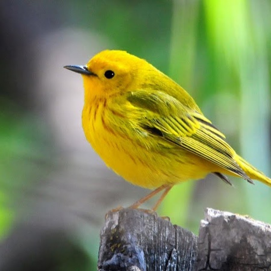 Ярко желтые птицы. Желтая птица. Маленькие желтые птички. Желтая красивая птица. Маленькая желтая птичка.