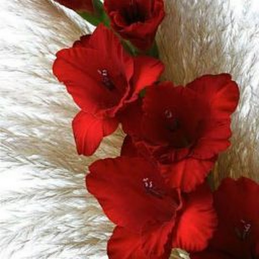 Гладиолусы для любимой