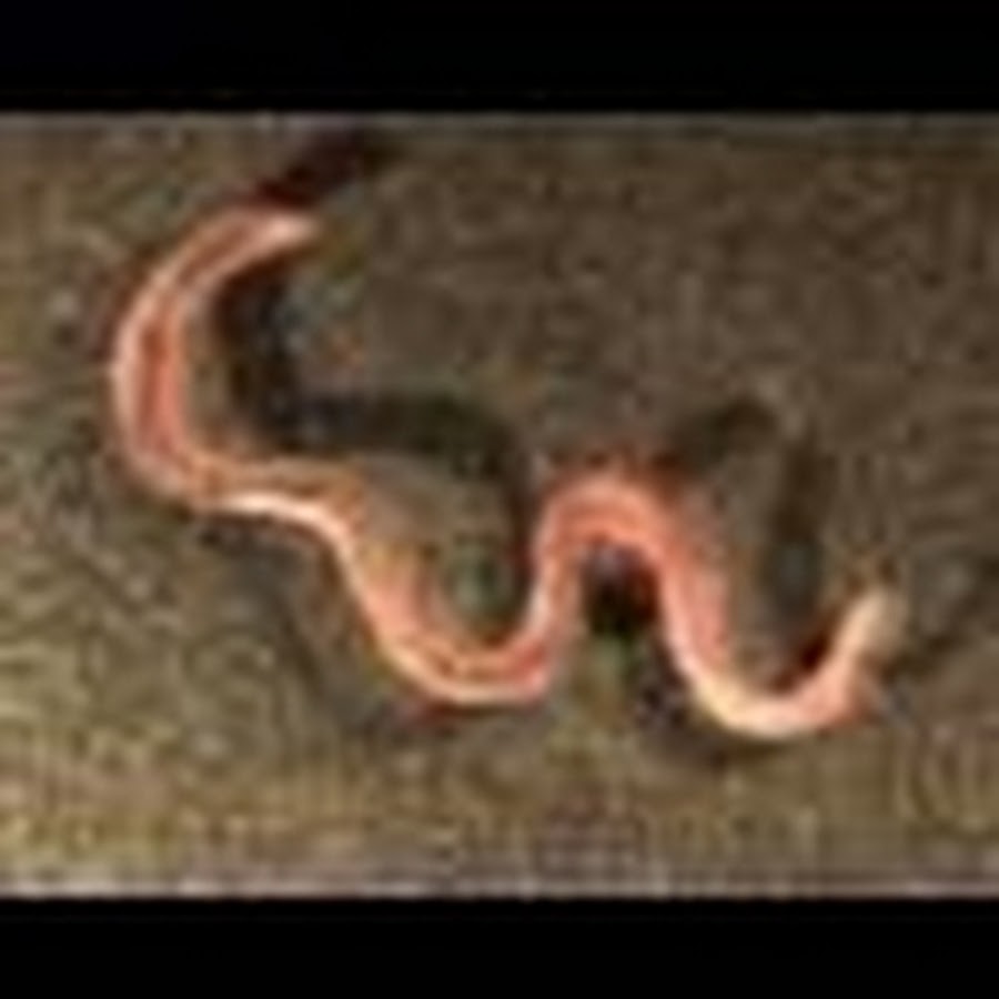 водные черви. олигохеты naididae. червь паранемертес ( paranemertes peregrina). малощетинковые олигохеты. кольчатые черви паразиты.