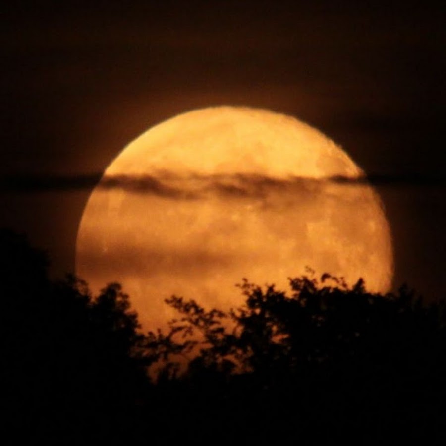 Солнцестояние и полнолуние. Moon tree. Летнее солнцестояние и полнолуние. Летнее солнцестояние и полнолуние. Летнее полнолуние.