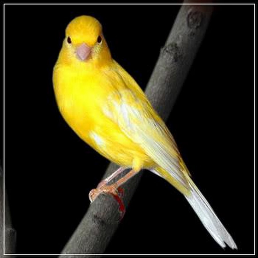 Желтенькая канарейка улетела откуда куда. Жёлтый кенар птица. Желтая канарейка. Желтые птички похожие на канарейку. Канарейки желто розовые.