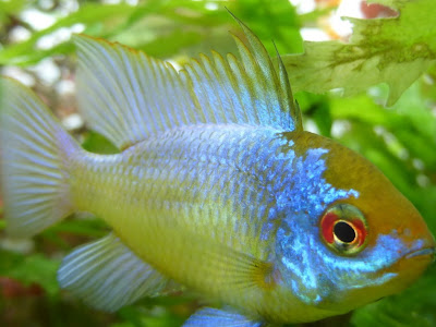 Youtube アクアリウム 145196-Youtube アクアリウム