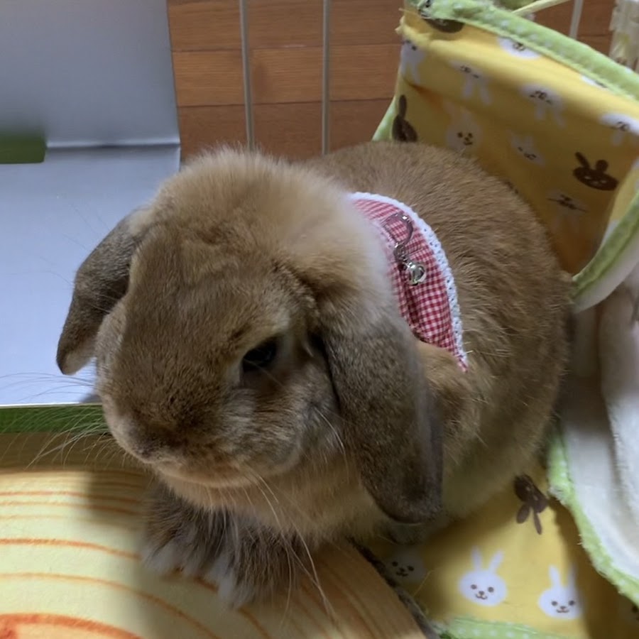 うさぎのみかん Youtube