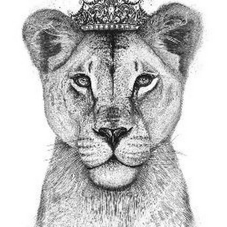 Контурный рисунок львицы