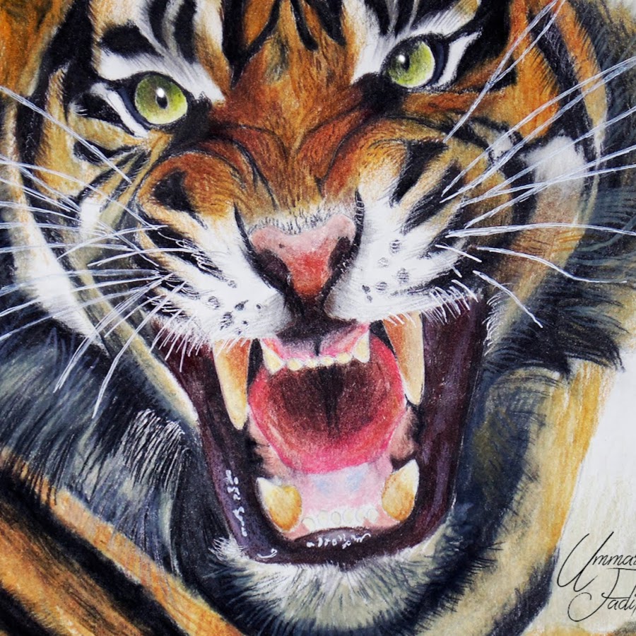 Тигр рычит рисунок цветными карандашами