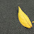 Bin Avatar