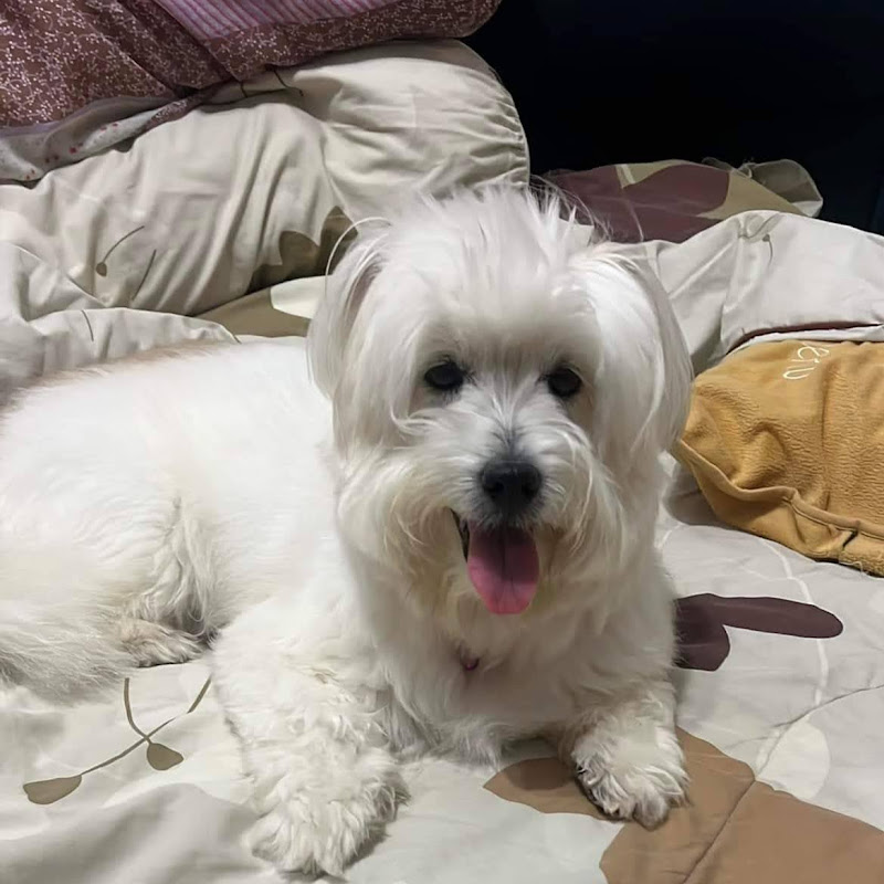 Sally Dorasnow - 網紅的藏寶箱 