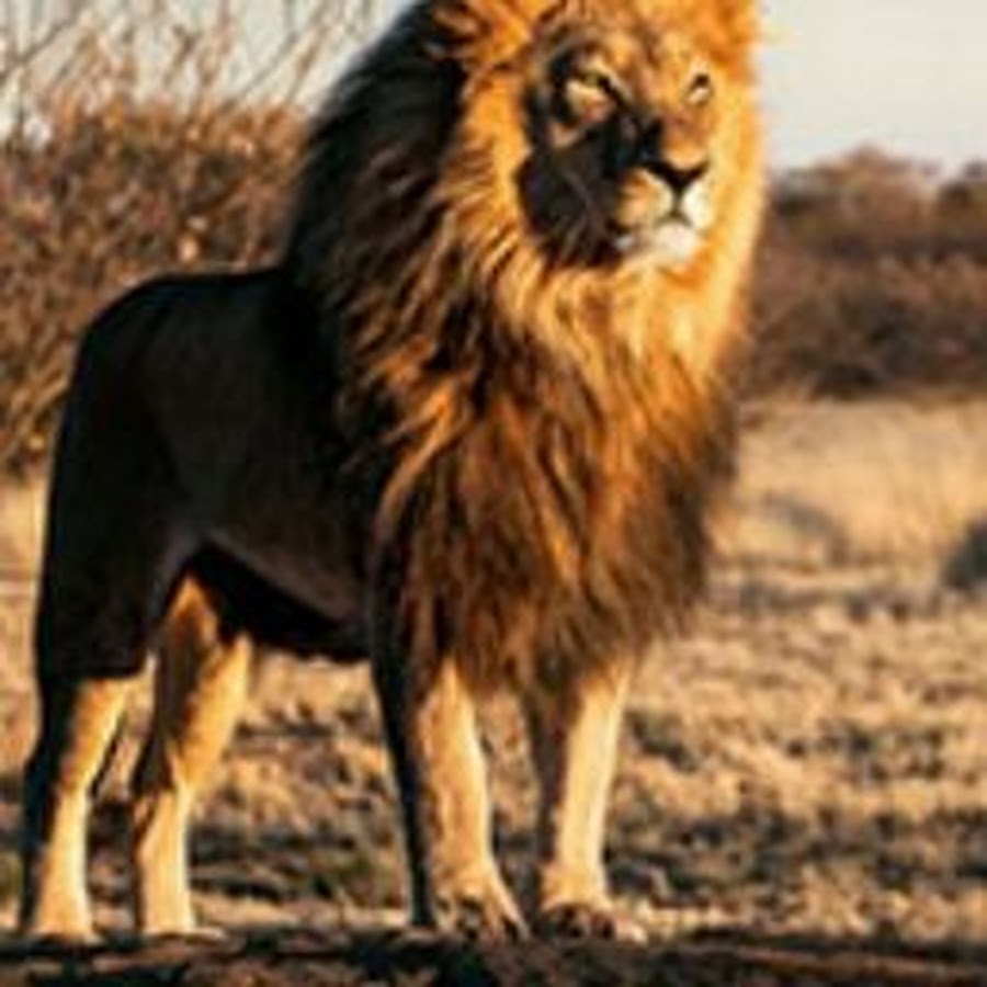 Цитаты про шакалов и Львов