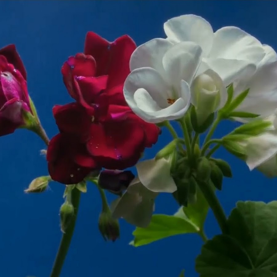 цветение души. вишни в цвету. как цветет вишня. весна высокое качество. вишни в цвету.