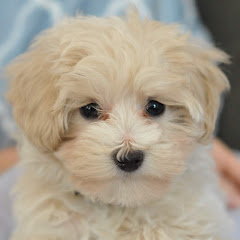 Thumbnail of related channel