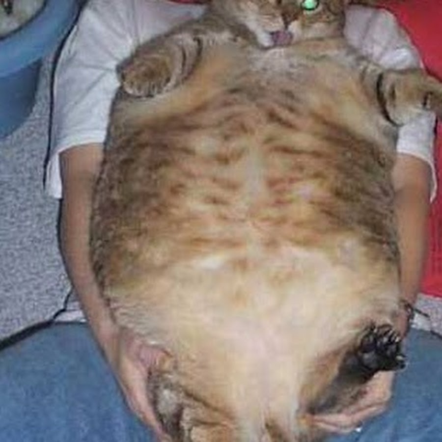 Толстый живот у кота