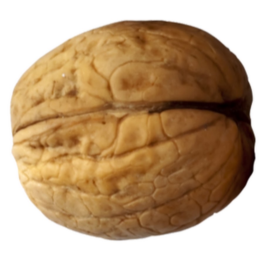 Картинка грецкий орех для детей на прозрачном фоне