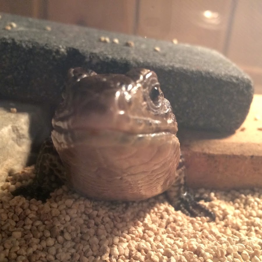 爬虫類初心者によるオニプレートトカゲ飼育ブログ Youtube