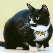 ++ 50 ++ 下越 動物 愛護 センター 141806-下越 動物愛護センター