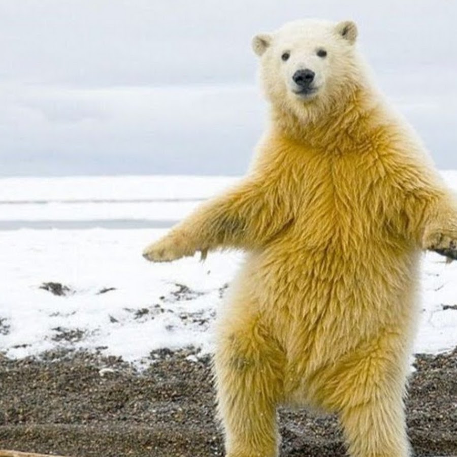 あおいやっこ Youtube