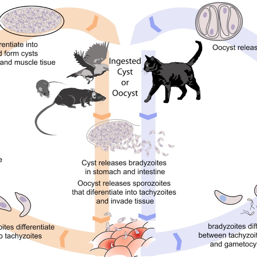 Может ли человек заразиться кошачьим. Жизненный цикл токсоплазмы гондии. Токсоплазмоз и любовь к кошкам. Чем можно заразиться от кота. Toxoplasma gondii в Кале.