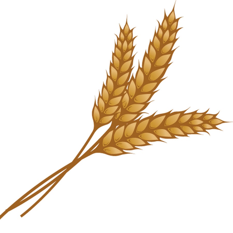 Колосок пшеницы. Колосок зерно. Ветка пшеницы. Пшеница мультяшный.