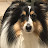 Soondaul Sheltie