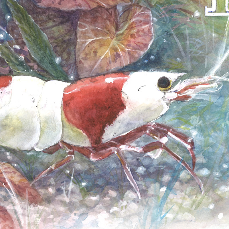 Youtube チャンネル検索 アクアリウム ポータルサイト A P アープ