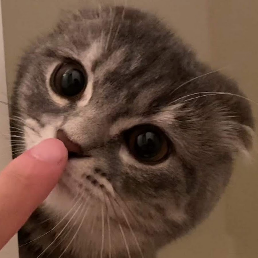まんまる猫 つむチャンネル Youtube