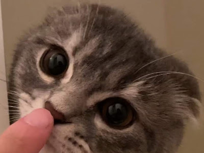 ++ 50 ++ ツム ネコ 科 653132-ネコ 科 の ツム 180