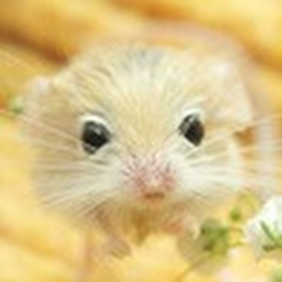 ちいたんのネズミ部屋だよ Youtube
