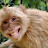 Cambodia Monkey Style