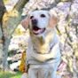 公益財団法人関西盲導犬協会音声版